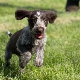 German Wirehaired Pointers from Osborne’s Wirehairs