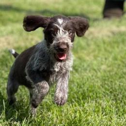 German Wirehaired Pointers from Osborne’s Wirehairs