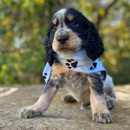 Austin - Tri-Roan male English Springer Spaniel puppy in Crawford, Tennessee from Lilly Lane Spaniels