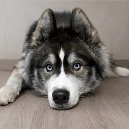 Siberian Husky puppies from Wolves with Amor