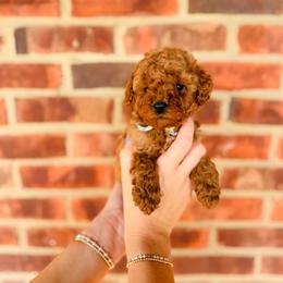 Apollo - Red  male Goldendoodle puppy in Elizabethtown, Kentucky from Reddy Poodles & Doodles