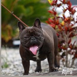 Ayra - French Bulldog