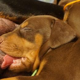 Doberman Pinscher Puppies from Laurel Vail