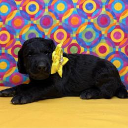 Yellow - Black female Poodle puppy in Houma, Louisiana from Smart Azz Poodles