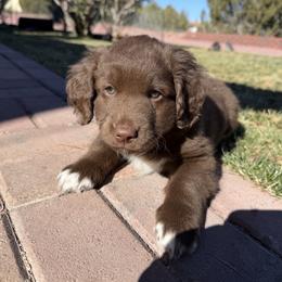 Green - Chocolate male Golden Aussiedoodle puppy in Chino Valley, Arizona from AZ Stickerdoodles