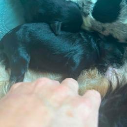 Male Phantom - Phantom male Bernedoodle puppy in Seattle, Washington from Clemleth Aussiedoodles
