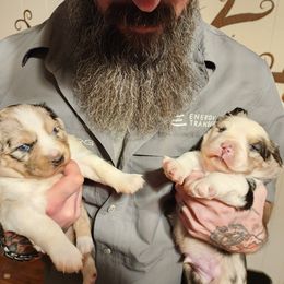 Australian Shepherd and Miniature Australian Shepherd Puppies from Hidden Leaf Aussies