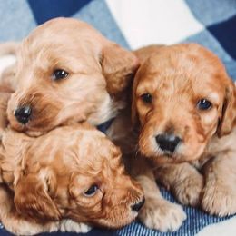 Goldendoodles from New Hope Doodles