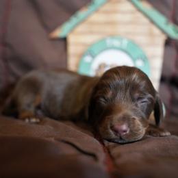 Chocolate - Chocolate and tan male Dachshund puppy in Quemado, New Mexico from TNT Dachshunds