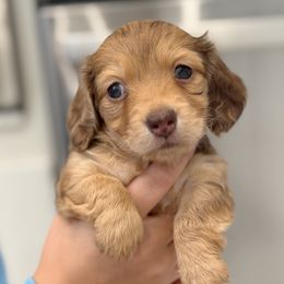 Andy - Red male Dachshund puppy in Richmond, Virginia from Irresistible Dachshunds