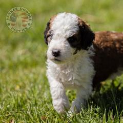 Bernedoodle, Saint Berdoodle, and Sheepadoodle Puppies from Yankee Doodle Puppies