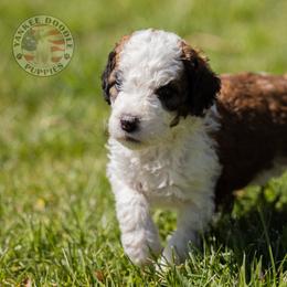 Bernedoodle, Saint Berdoodle, and Sheepadoodle Puppies from Yankee Doodle Puppies