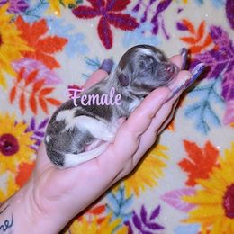 Girl 1 - Blue parti female Pomeranian puppy in Albany, Oregon from Purrs N Poms
