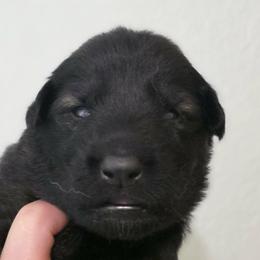 Turquoise - Sable male German Shepherd puppy in Oscoda, Michigan from Sstar