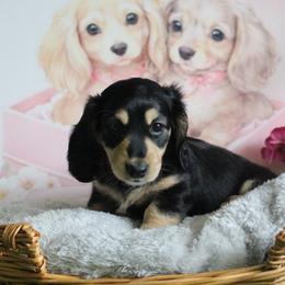 Jo - Black and cream female Dachshund puppy in Pace, Florida from Shoebox Doxie’s