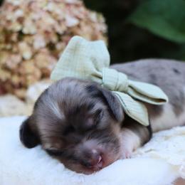River - Piebald male Dachshund puppy in Wakarusa, Indiana from PuppyLove Dachshunds