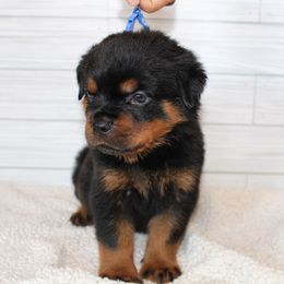 Blue boy - Black and mahogany male Rottweiler puppy in Auburn, California from Vom Haus Flores