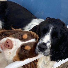 Cavalier King Charles Spaniels and English Springer Spaniels from Liberty Springers and Cavaliers