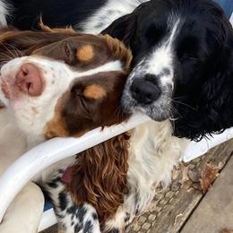 Cavalier King Charles Spaniels and English Springer Spaniels from Liberty Springers and Cavaliers