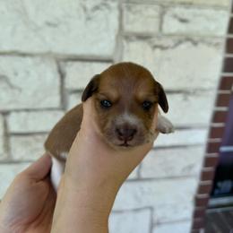 Dain - Piebald male Dachshund puppy in Troup, Texas from East Texas Dachshunds