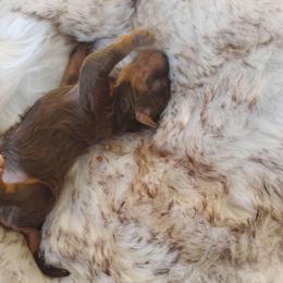 Boy 2 - Red phantom male Aussiedoodle puppy in Apache Junction, Arizona from Loving Doodle
