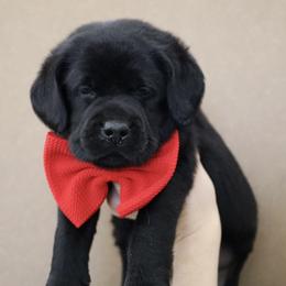 Voyage - Black male Labrador Retriever puppy in Ocala, Florida from Moon river Labradors