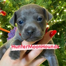 Pink - Blue Italian Greyhound puppy in Duvall, Washington from Hunter_Moon Hounds