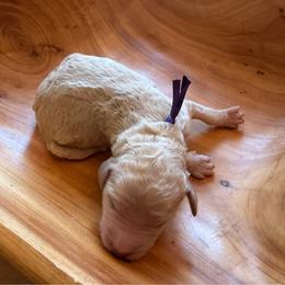 Nags Head - Cream female Poodle puppy in Swansboro, North Carolina from Monarch Standard Poodles