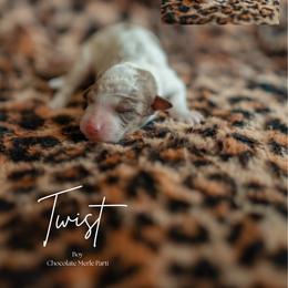Twist - Brown merle male Aussiedoodle puppy in Inman, South Carolina from Dark Corner Doodles