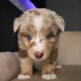 Australian Shepherd Puppies from Kiki's Aussies
