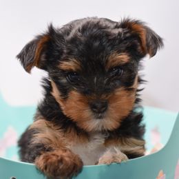 Sophie - Blue and gold female Yorkshire Terrier puppy in Hayward, California from NorCal Terrier Kennel