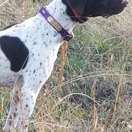 German Shorthaired Pointers from Bird Dog Ranch