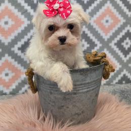 Angel - White female Maltese puppy in Monticello, Iowa from Ashley’s Puppies