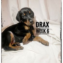 DRAX - Black and rust male Doberman Pinscher puppy in Columbus, Ohio from Von Schaaf Haus DuPree