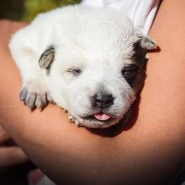 Dina (AKC) - Red speckled Australian Cattle Dog puppy in Marana, Arizona from Impact 3rd Australian Cattle Dogs