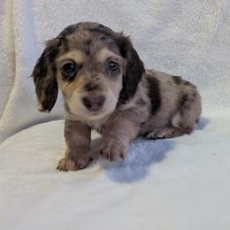Elton - Dapple male Dachshund puppy in Choctaw, Oklahoma from TS Performance Horses & Dachshunds
