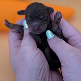 Hoppy - Phantom male Goldendoodle puppy in Decatur, Tennessee from Diamond's Doodles