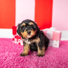 Sassy-White - Tri-color female Bernedoodle puppy in Casper, Wyoming from 307 Doodles