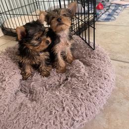 Yorkshire Terrier Puppies from Teddys Yorkies
