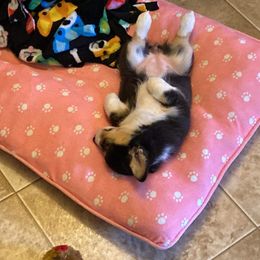 Pembroke Welsh Corgi Puppies from Loves Classic Corgis