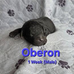 Oberon - Black male Labradoodle puppy in Genoa City, Wisconsin from Sakura Pups