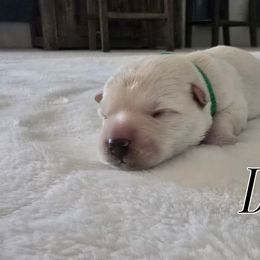 Denver - Wheaten male Scottish Terrier puppy in Albuquerque, New Mexico from Johnson's Highland Terriers