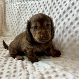 Monica - Chocolate and cream female Dachshund puppy in Shelley, Idaho from Journey’s End Dachshunds