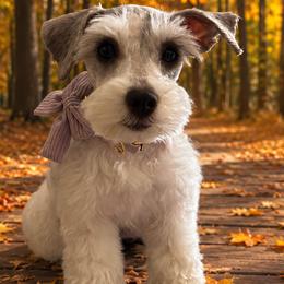 Miniature Schnauzers from Magalia Crest Miniature Schnauzers