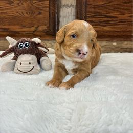 Green Boy - Apricot male Goldendoodle puppy in Thomasville, Georgia from South Georgia Golden Doodle Ranch LLC
