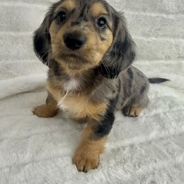 Dachshund Puppies from Chilidog Dachshunds