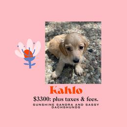 Kahlo - Cream female Dachshund puppy in San Antonio, Texas from Sunshine Sandra & Sweet Sausages