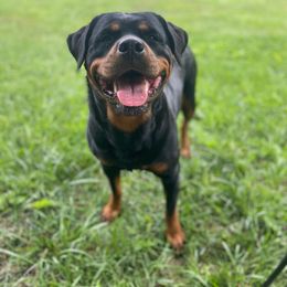 Delilah - Rottweiler