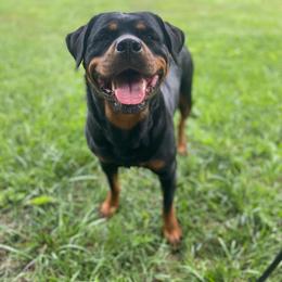 Delilah - Rottweiler