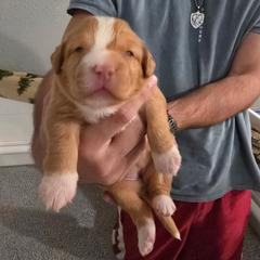 Nova Scotia Duck Tolling Retriever Puppies from Shireway Tollers
